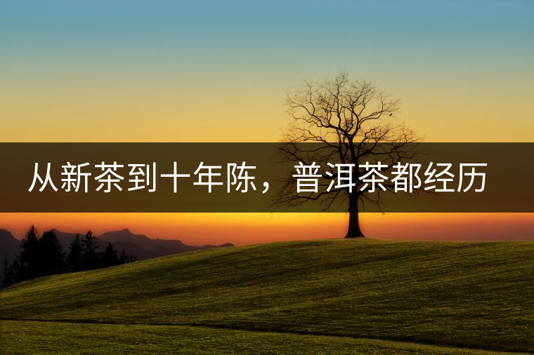 從新茶到十年陳，普洱茶都經(jīng)歷了什么？