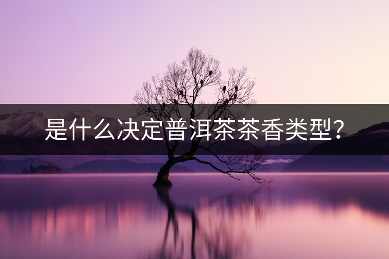 是什么決定普洱茶茶香類型？