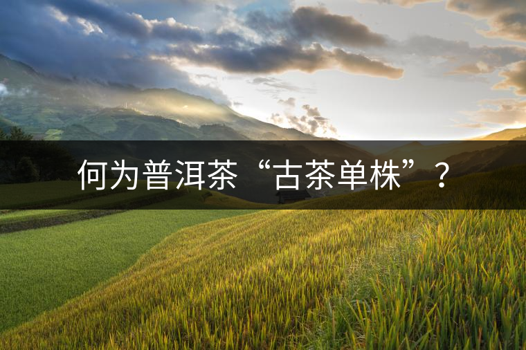 何為普洱茶“古茶單株”？