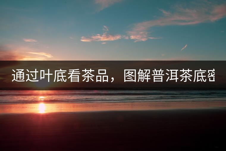 通過葉底看茶品，圖解普洱茶底密碼！