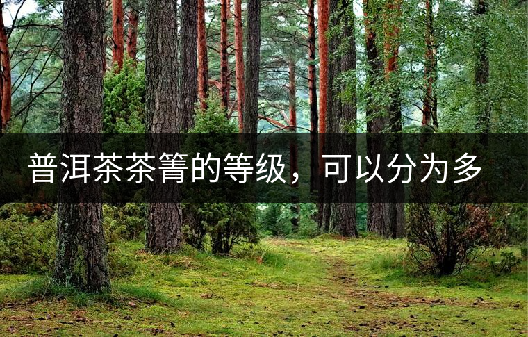 普洱茶茶箐的等級，可以分為多少級？