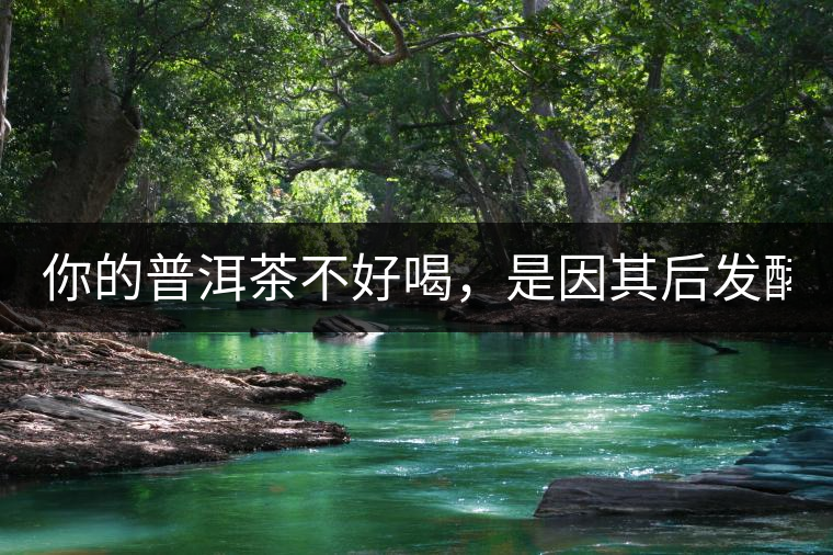 你的普洱茶不好喝，是因其后發(fā)酵能力不夠！