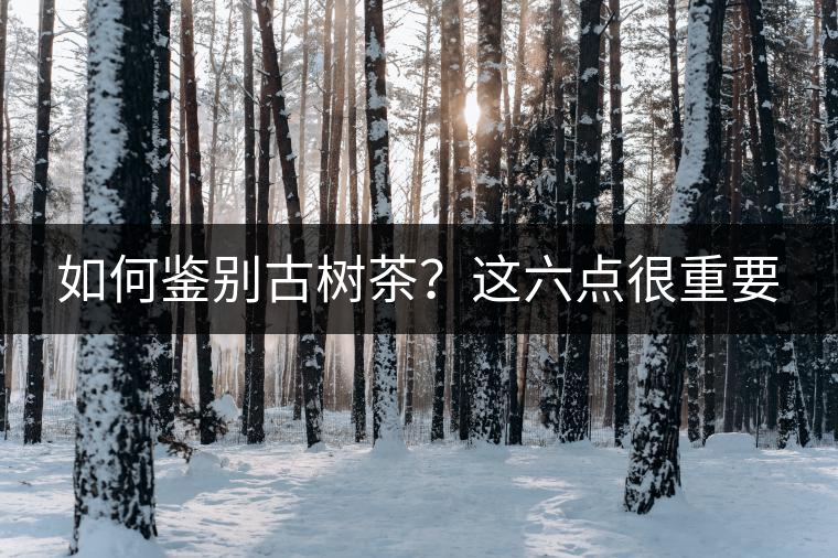 如何鑒別古樹茶？這六點很重要