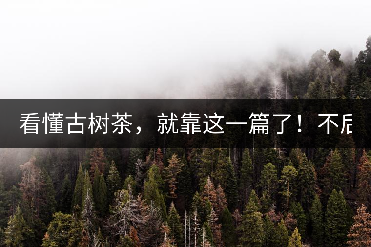看懂古樹茶，就靠這一篇了！不后悔!
