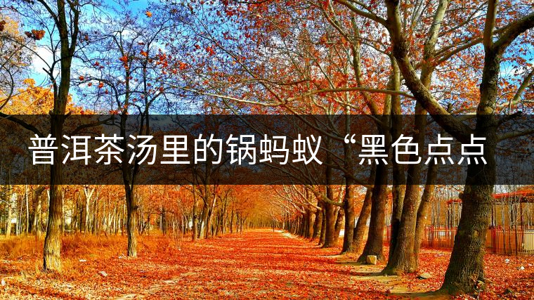 普洱茶湯里的鍋螞蟻“黑色點(diǎn)點(diǎn)”要如何處理，如何預(yù)防？