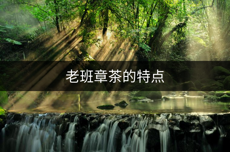 老班章茶的特點(diǎn)