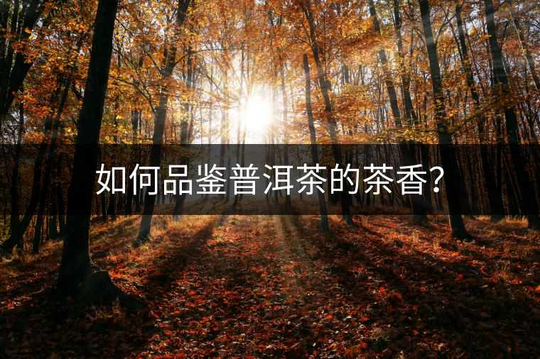 如何品鑒普洱茶的茶香？