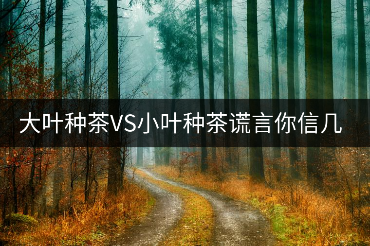 大葉種茶VS小葉種茶謊言你信幾個？