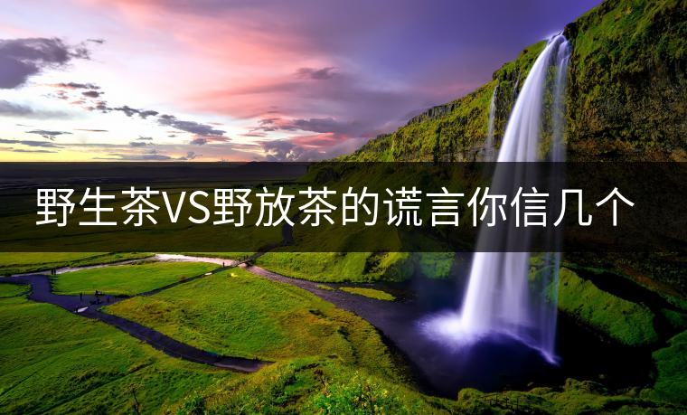 野生茶VS野放茶的謊言你信幾個？