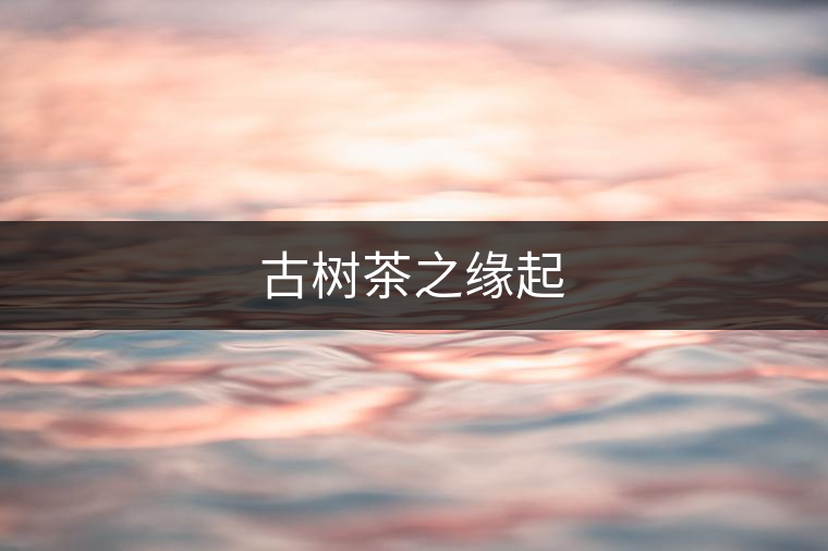 古樹(shù)茶之緣起