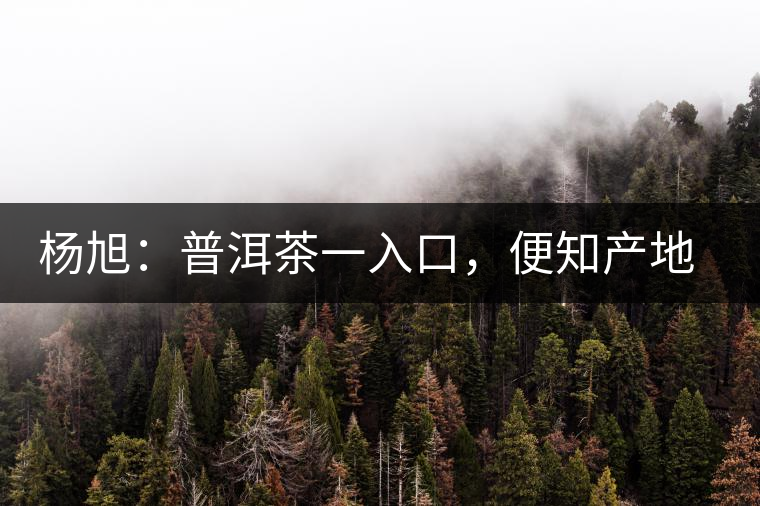 楊旭：普洱茶一入口，便知產(chǎn)地和年份