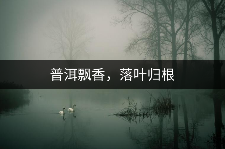 普洱飄香，落葉歸根