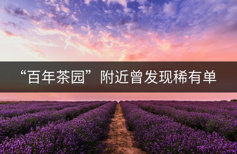 “百年茶園”附近曾發(fā)現(xiàn)稀有單株“紫陽一號(hào)”