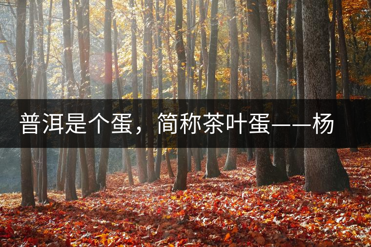 普洱是個(gè)蛋，簡(jiǎn)稱茶葉蛋——楊鎮(zhèn)瑜訪談錄