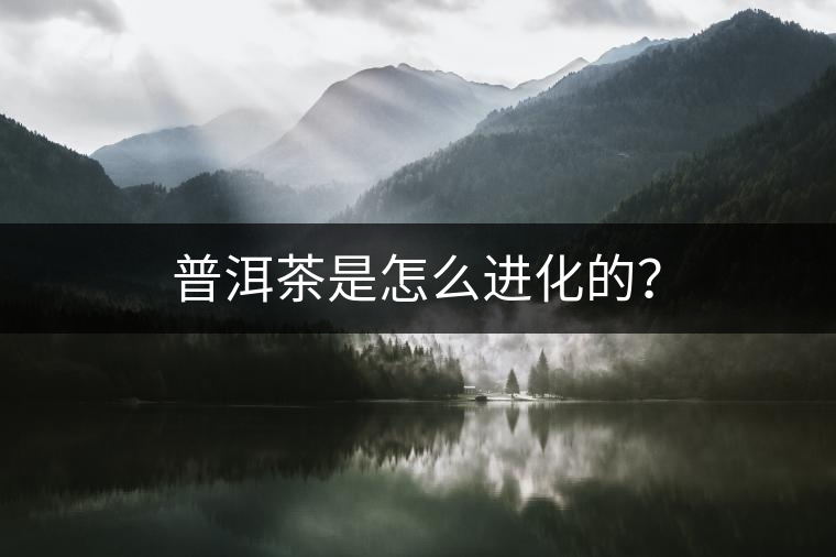 普洱茶是怎么進化的？