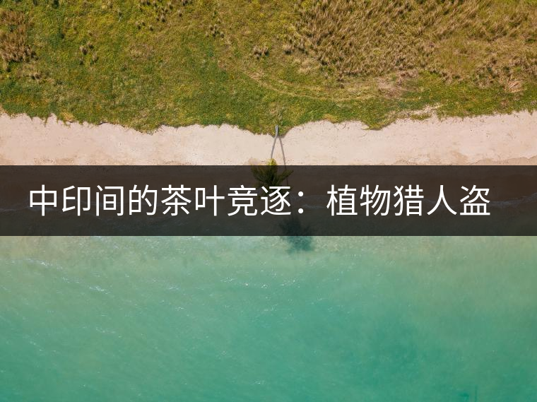 中印間的茶葉競逐：植物獵人盜走中國茶種，改變世界茶葉貿易版圖