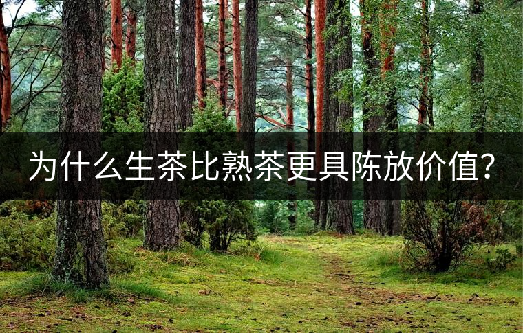 為什么生茶比熟茶更具陳放價(jià)值？