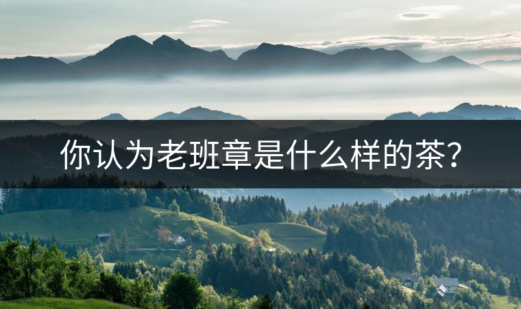 你認為老班章是什么樣的茶？