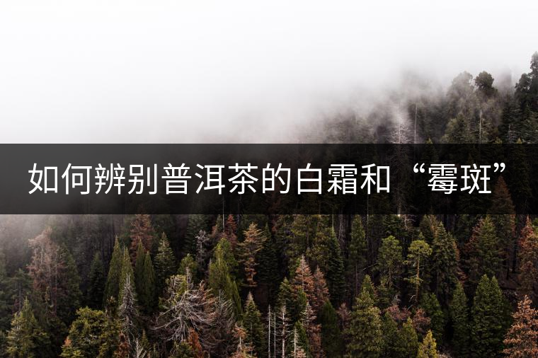 如何辨別普洱茶的白霜和“霉斑”？