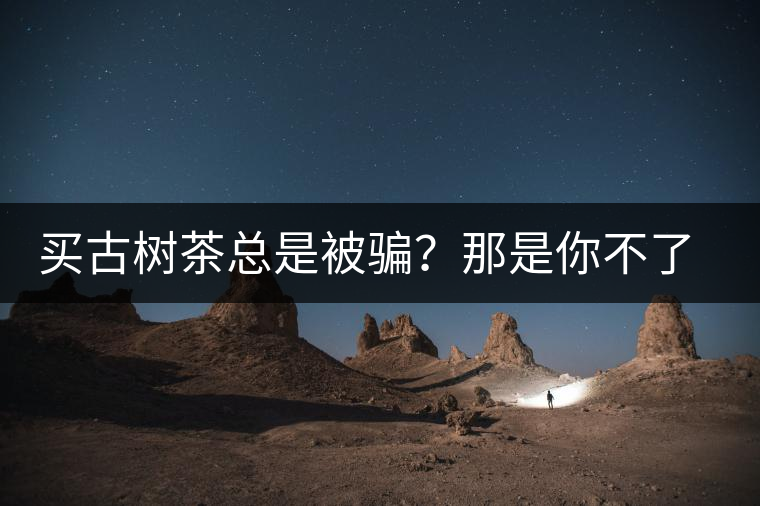 買古樹茶總是被騙？那是你不了解古樹茶的十大真相