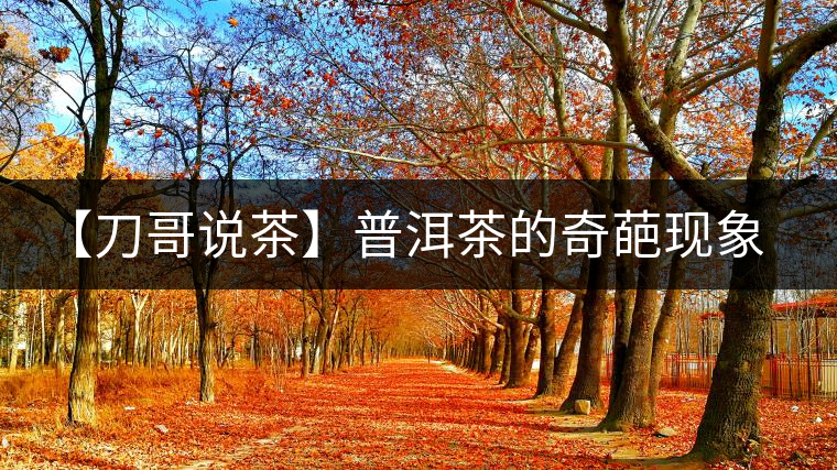 【刀哥說茶】普洱茶的奇葩現(xiàn)象之——新茶比老茶貴！