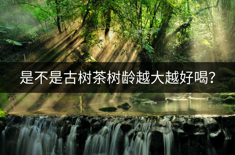 是不是古樹茶樹齡越大越好喝？