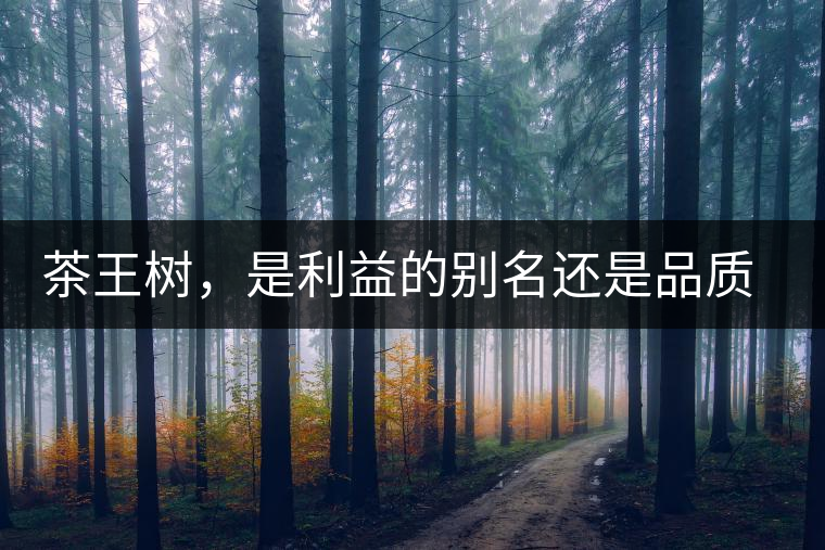 茶王樹(shù)，是利益的別名還是品質(zhì)的象征？