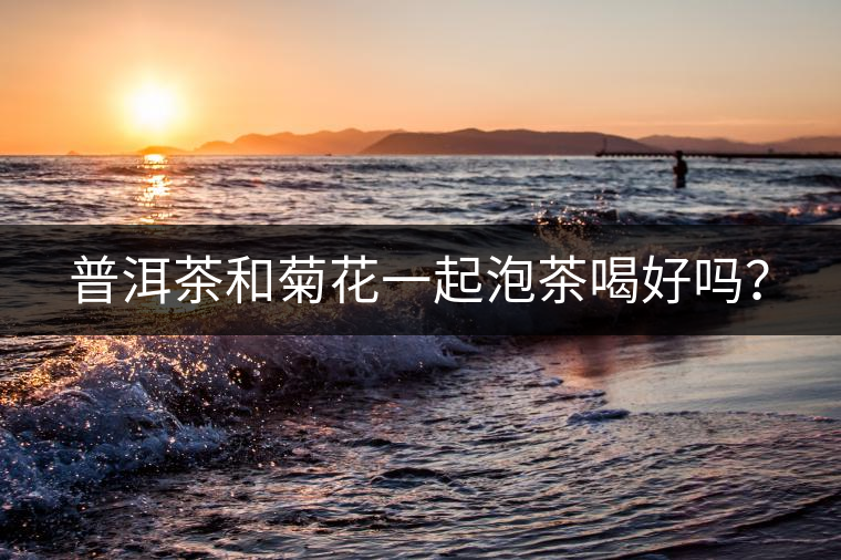 普洱茶和菊花一起泡茶喝好嗎？