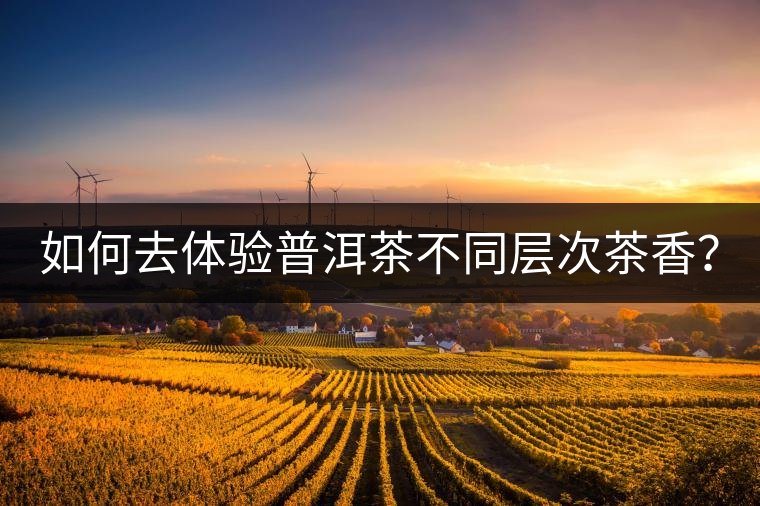 如何去體驗普洱茶不同層次茶香？