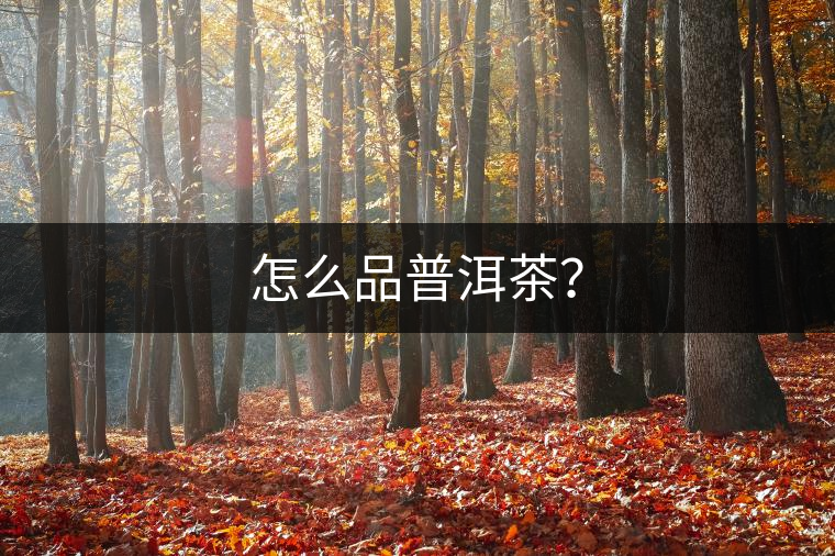 怎么品普洱茶？