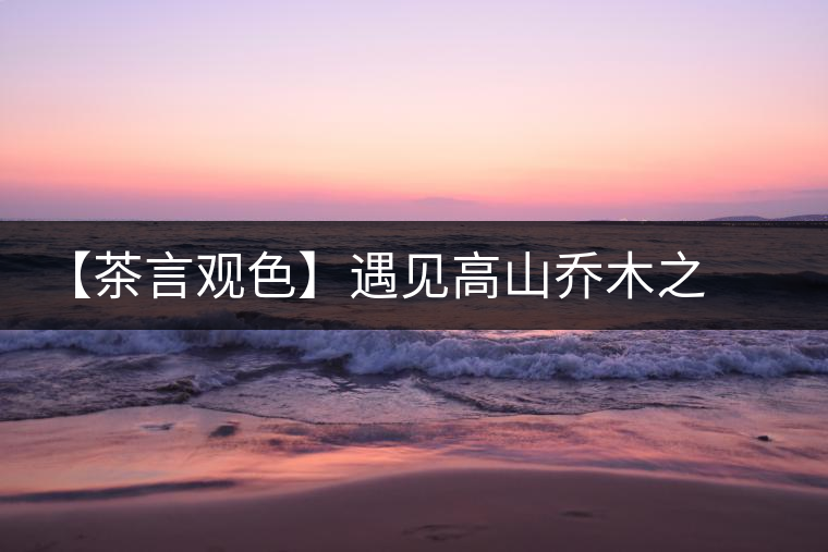 【茶言觀色】遇見高山喬木之美