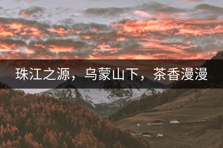 珠江之源，烏蒙山下，茶香漫漫