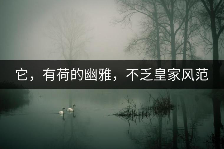 它，有荷的幽雅，不乏皇家風范