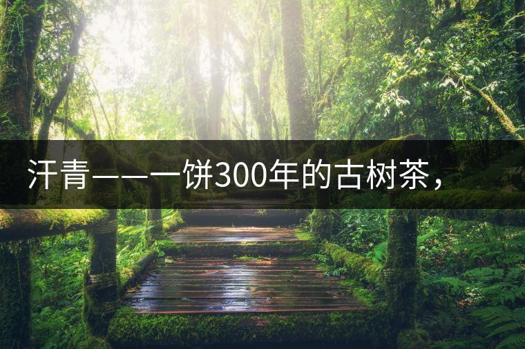 汗青——一餅300年的古樹茶，教您如何品鑒它的真諦