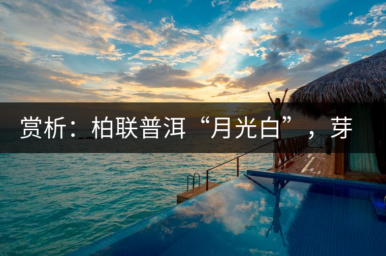 賞析：柏聯(lián)普洱“月光白”，芽白葉黑香甜四溢