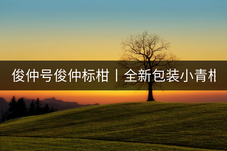 俊仲號俊仲標柑丨全新包裝小青柑震撼上市！