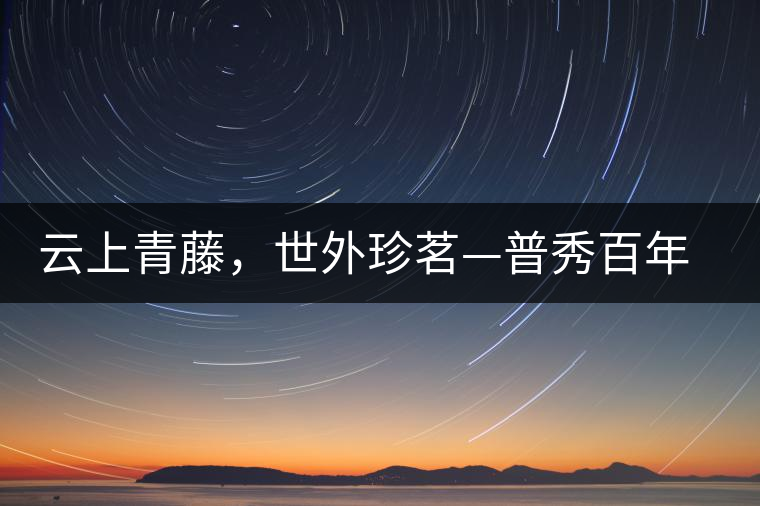 云上青藤，世外珍茗—普秀百年藤條茶即將上市