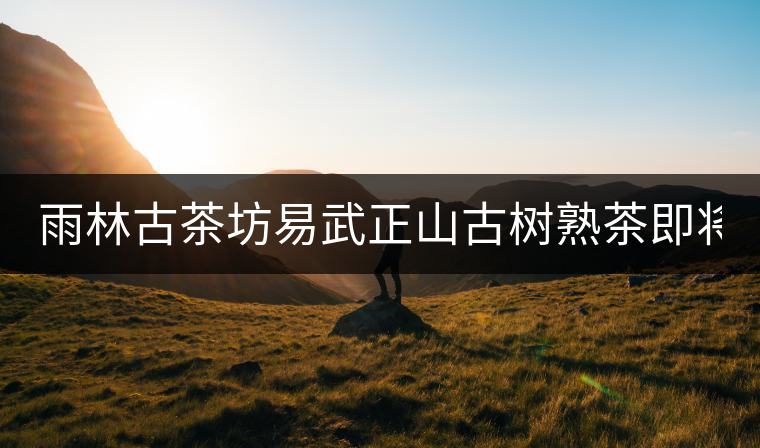 雨林古茶坊易武正山古樹熟茶即將上市！