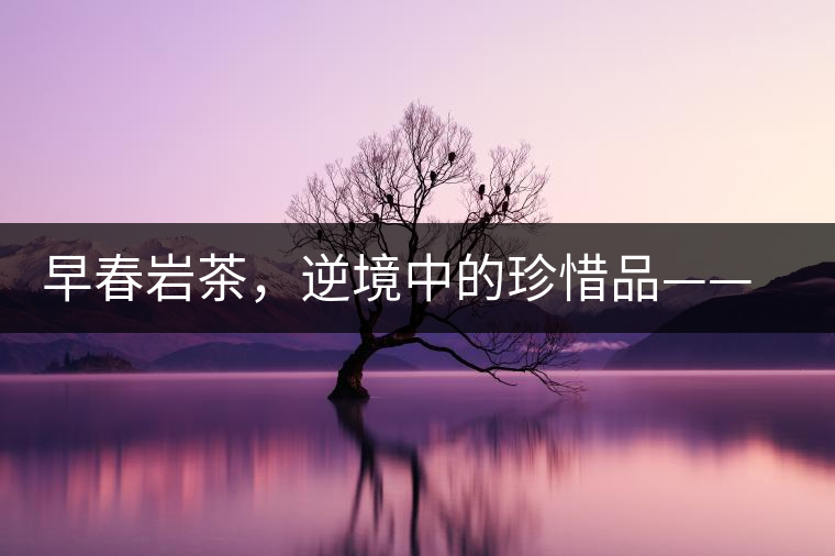 早春巖茶，逆境中的珍惜品——“邦東古樹(shù)茶”隆重上市