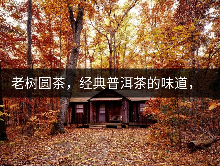 老樹圓茶，經(jīng)典普洱茶的味道，即將上市