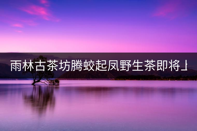 雨林古茶坊騰蛟起鳳野生茶即將上市！