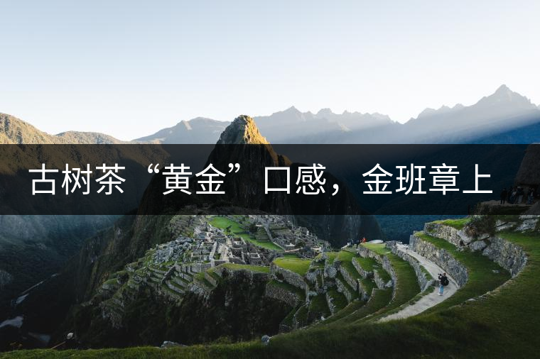 古樹茶“黃金”口感，金班章上市