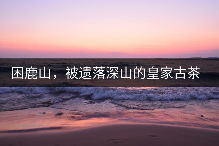 困鹿山，被遺落深山的皇家古茶園