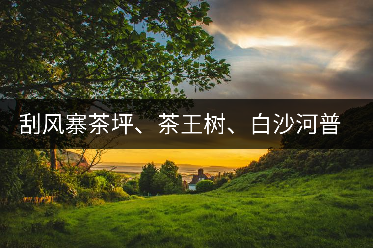 刮風(fēng)寨茶坪、茶王樹、白沙河普洱茶怎么樣