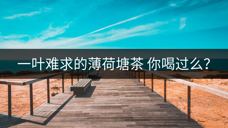 一葉難求的薄荷塘茶 你喝過么？