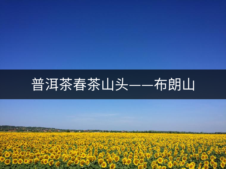 普洱茶春茶山頭——布朗山 普洱茶春茶山頭——布朗山