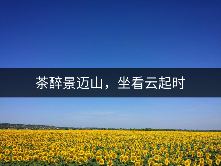 茶醉景邁山，坐看云起時(shí)