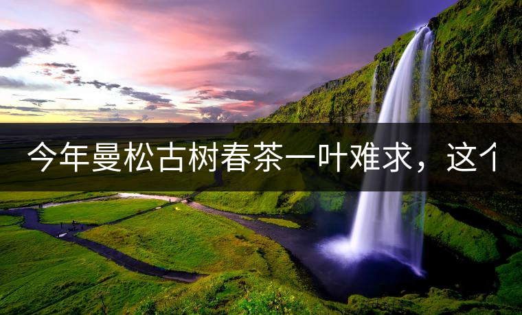 今年曼松古樹春茶一葉難求，這個鍋真不該茶商背!