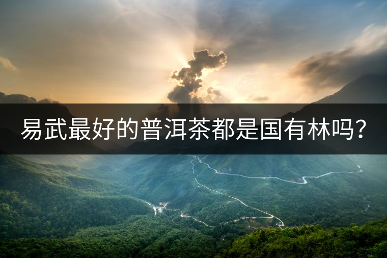 易武最好的普洱茶都是國有林嗎？