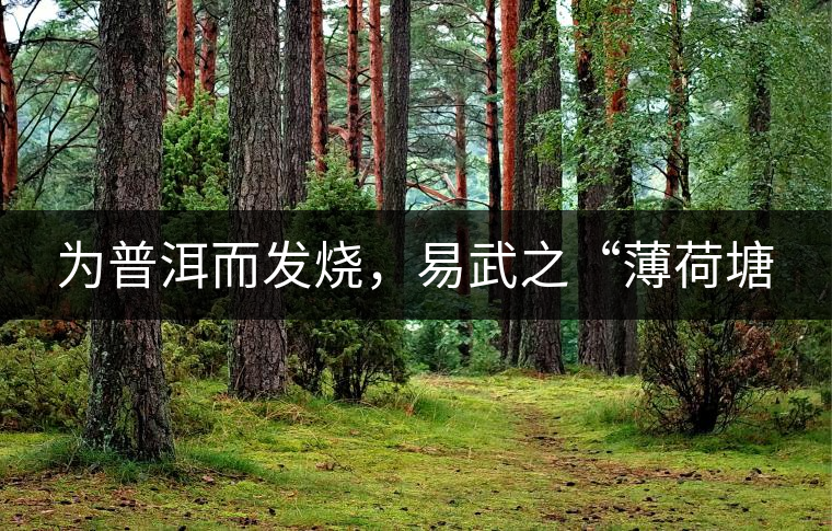 為普洱而發(fā)燒，易武之“薄荷塘